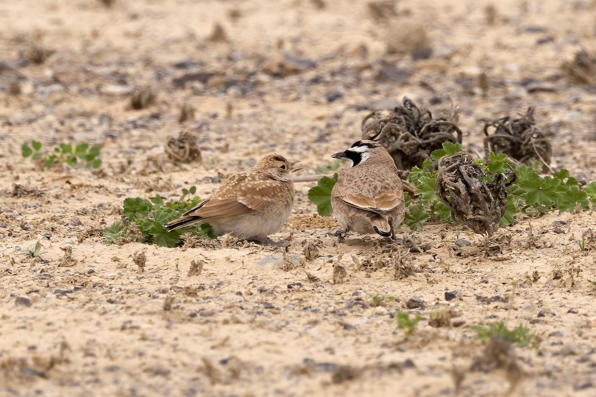 Temminck's Lark - ML574328781