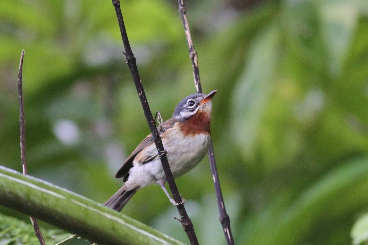 Azure-crested Flycatcher - ML57432881