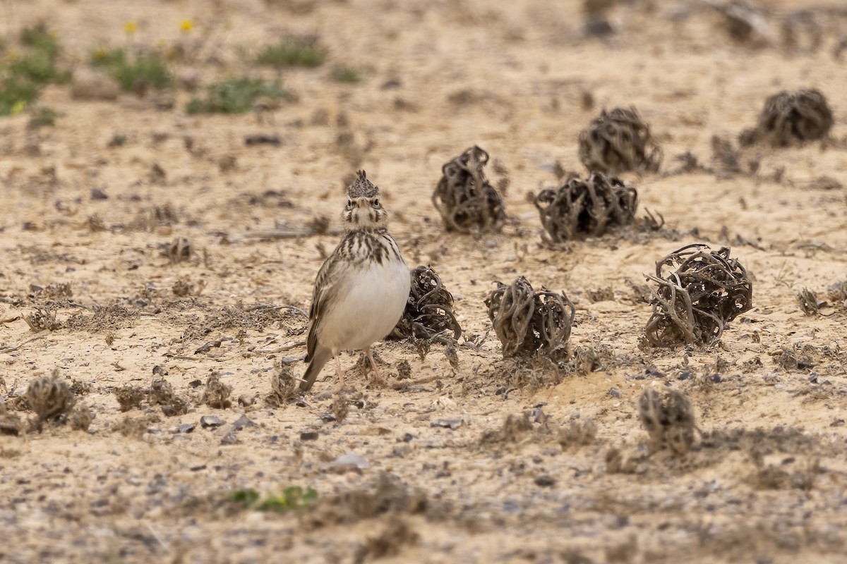 Crested Lark - ML574328921