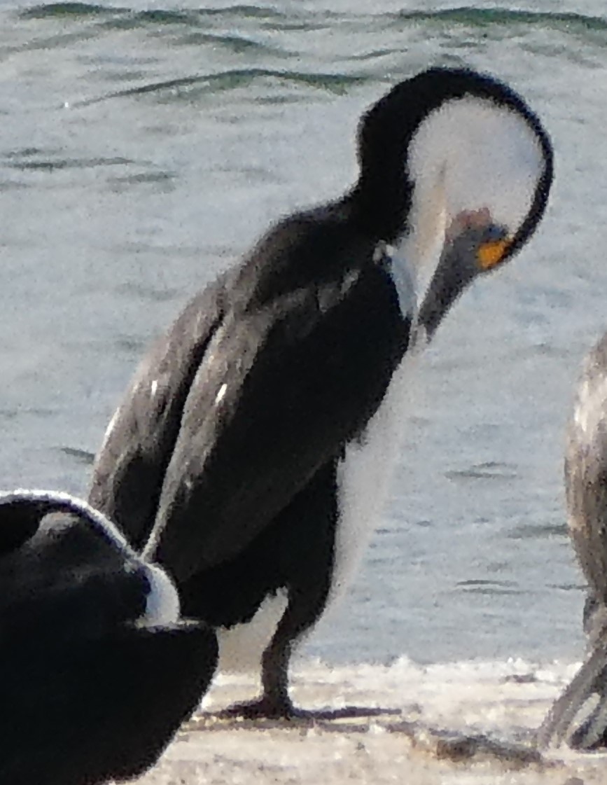 Pied Cormorant - ML574328961