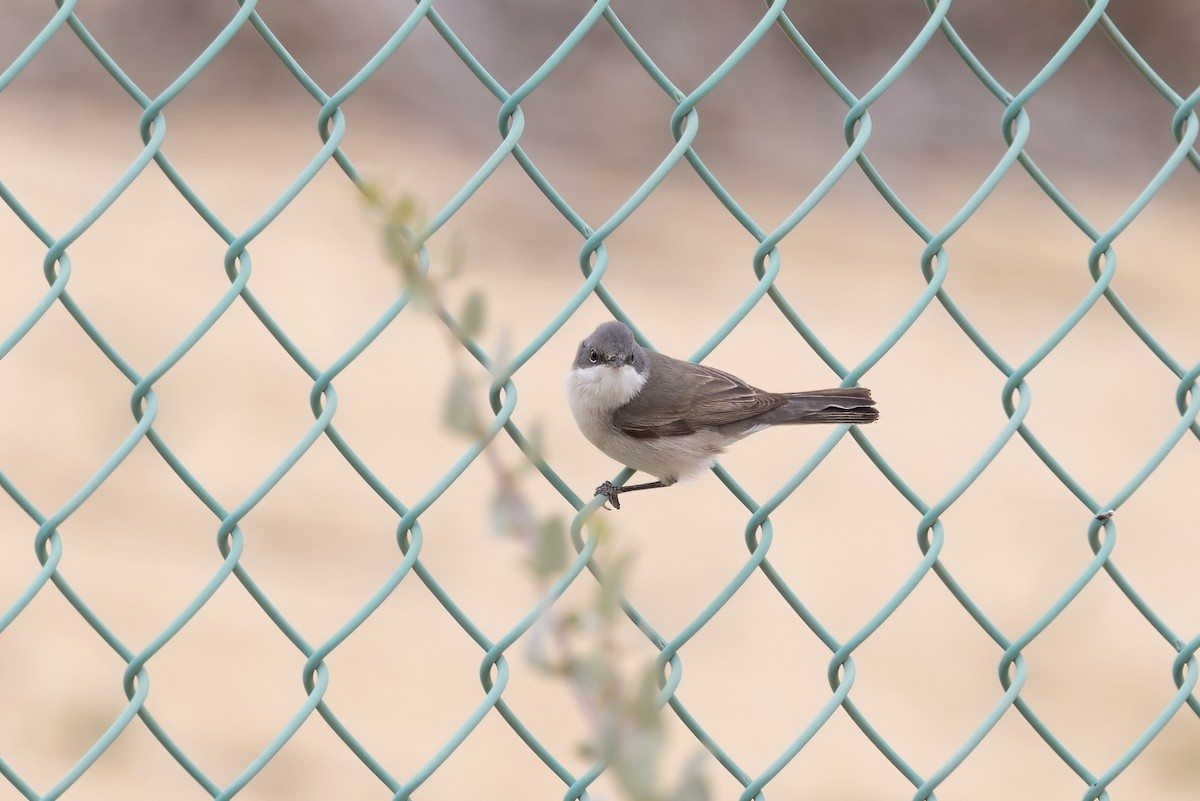 Lesser Whitethroat - ML574328971