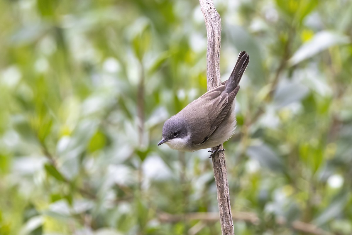 Lesser Whitethroat - ML574328991