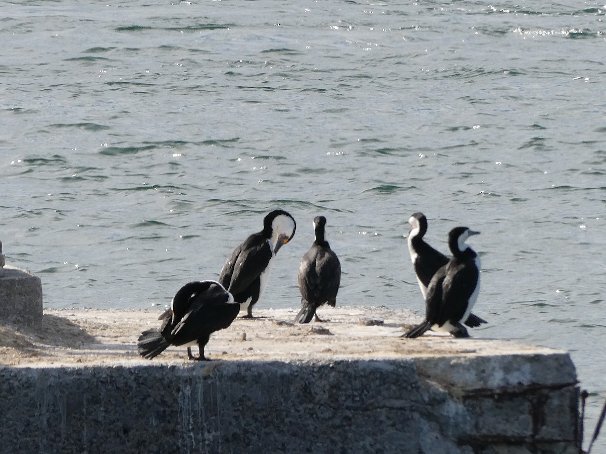 Pied Cormorant - ML574329001