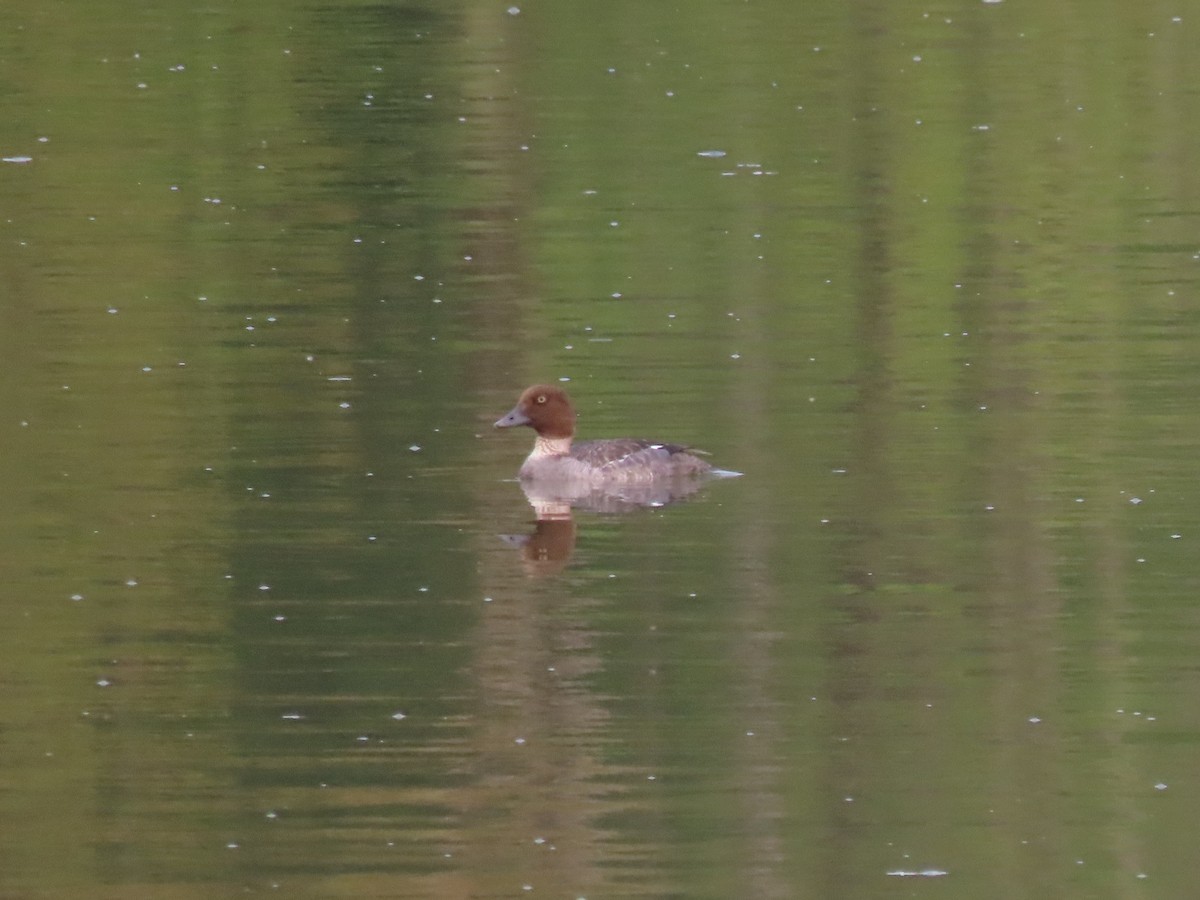 Common Goldeneye - ML574329911