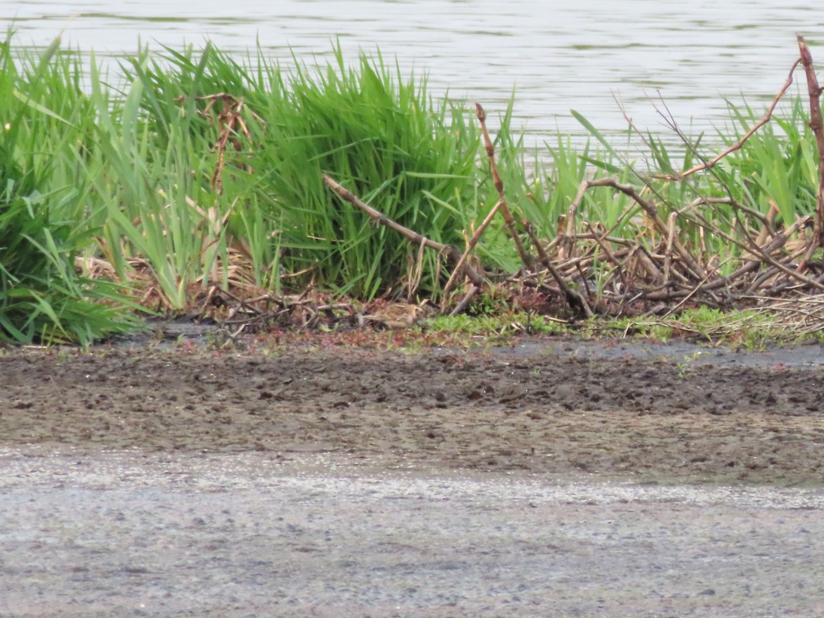 Lapland Longspur - David and Regan Goodyear