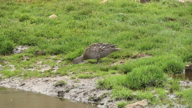 Yellow-billed Pintail (South Georgia) - ML574330421