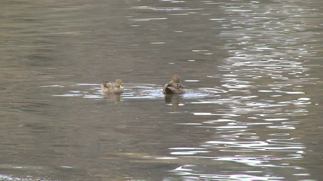 Yellow-billed Pintail (South Georgia) - ML574330501