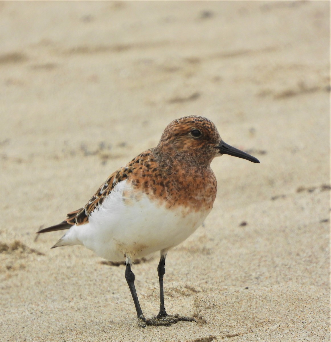 Bécasseau sanderling - ML574330571