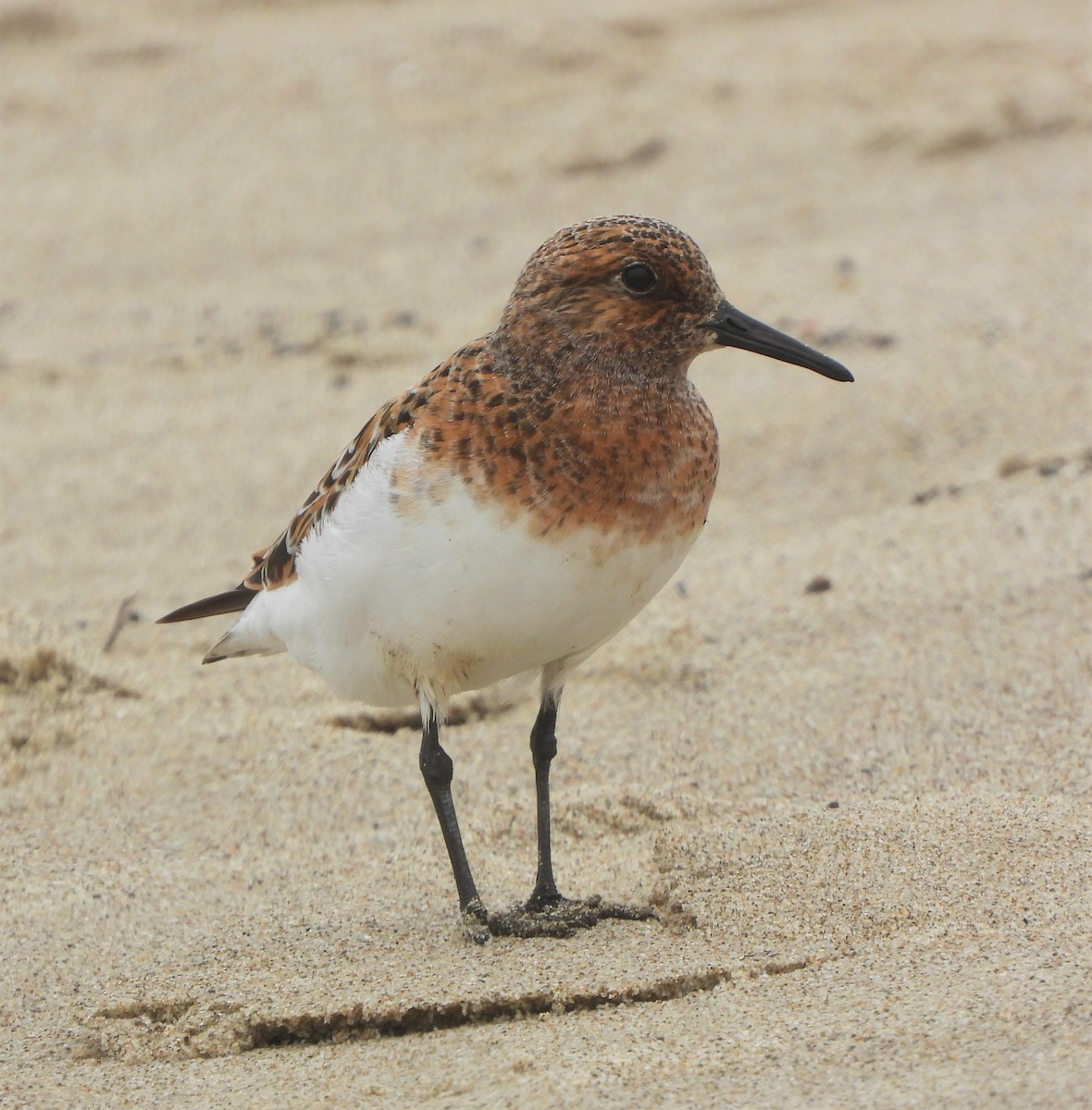 Bécasseau sanderling - ML574330581