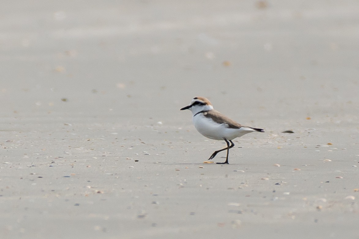 Kentish Plover - ML574330701