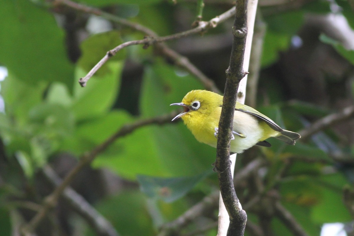 Layard's White-eye - ML57433081