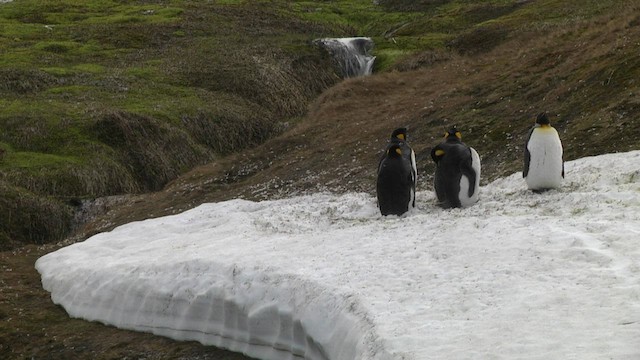Королевский пингвин - ML574331271
