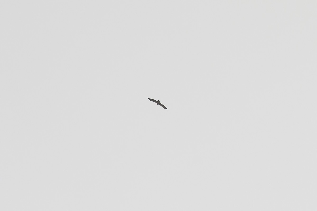 Accipitridae sp. (tipo águila) - ML574331291
