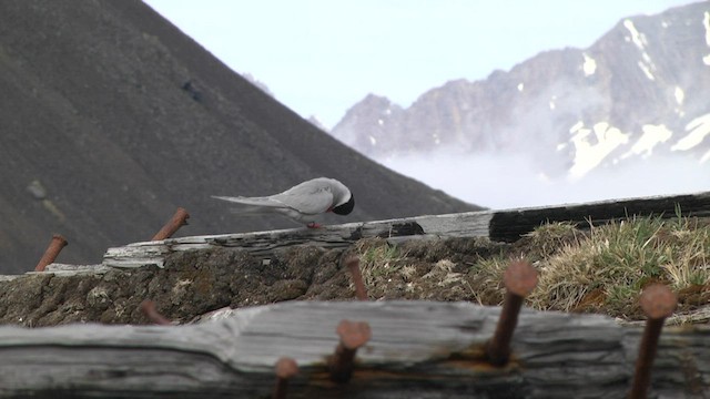 Antarctic Tern (South Georgia) - ML574331821