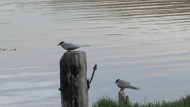 Antarctic Tern (South Georgia) - ML574331841