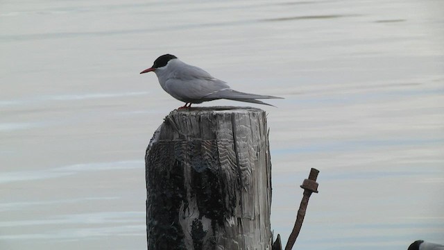 Antarctic Tern (South Georgia) - ML574331851