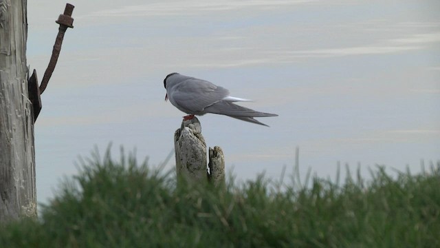 Antarctic Tern (South Georgia) - ML574331861