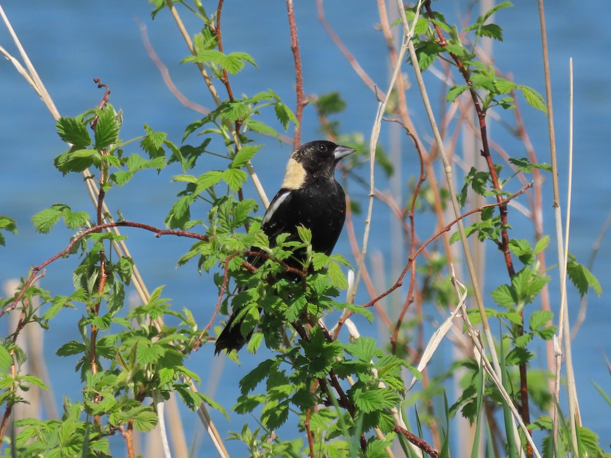 Bobolink - ML574332701