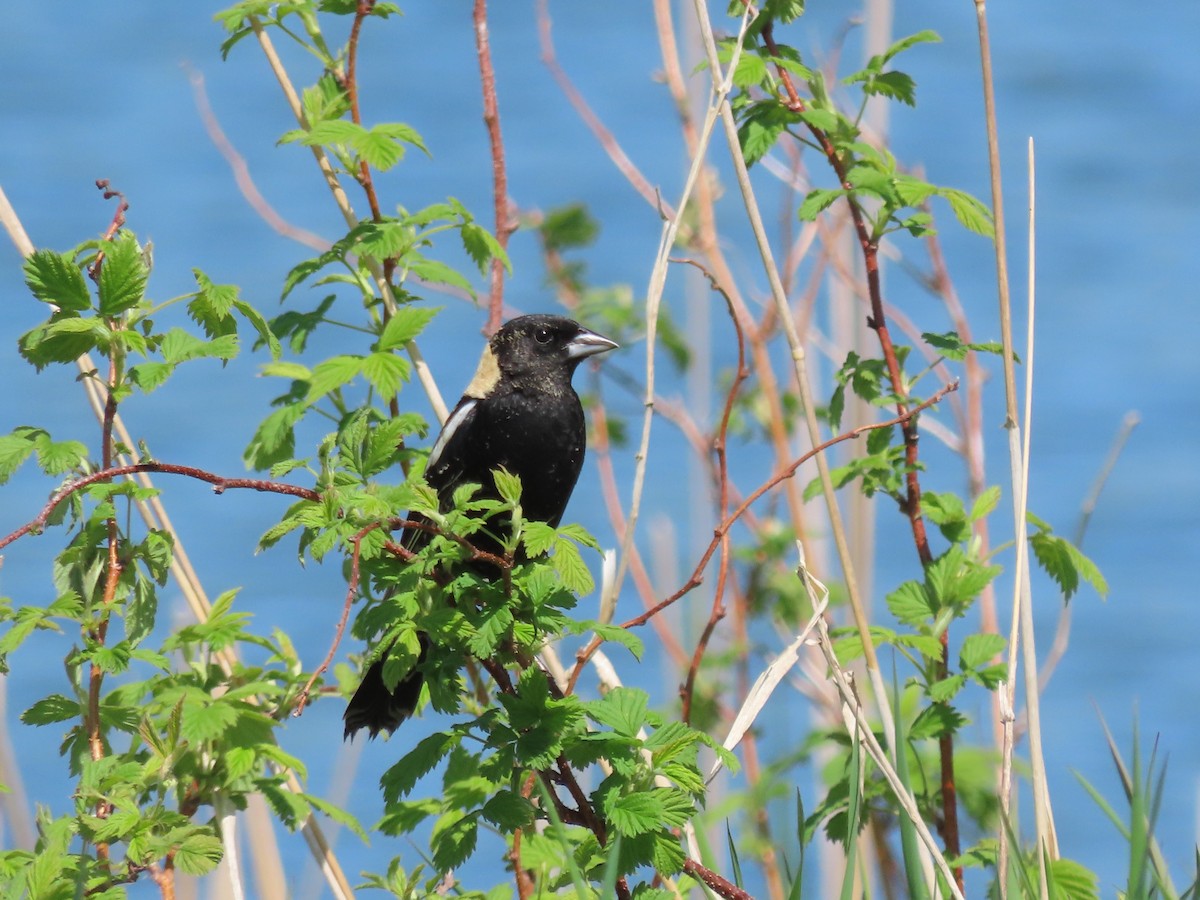 Bobolink - ML574332711