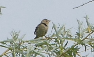 bobolink - ML574333451