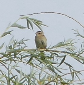 bobolink - ML574333461