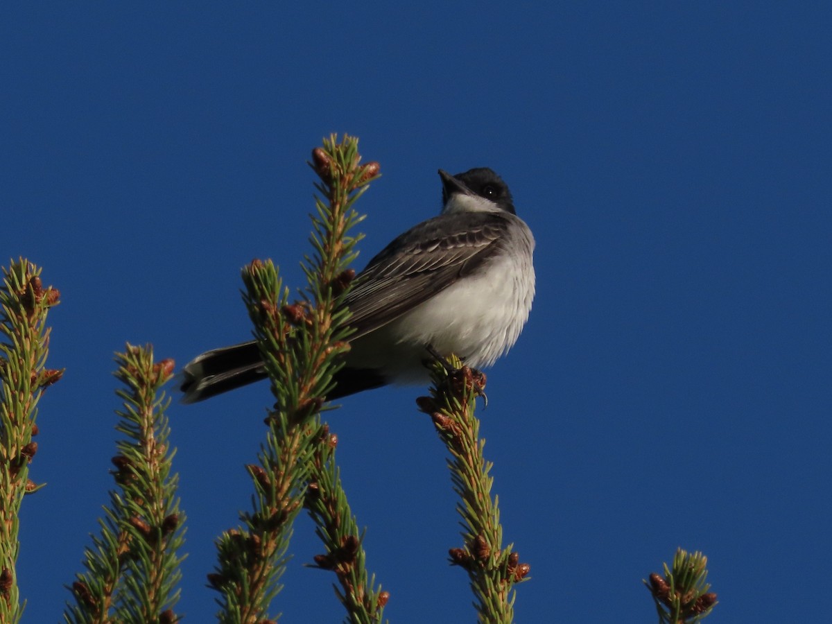 Eastern Kingbird - ML574333881