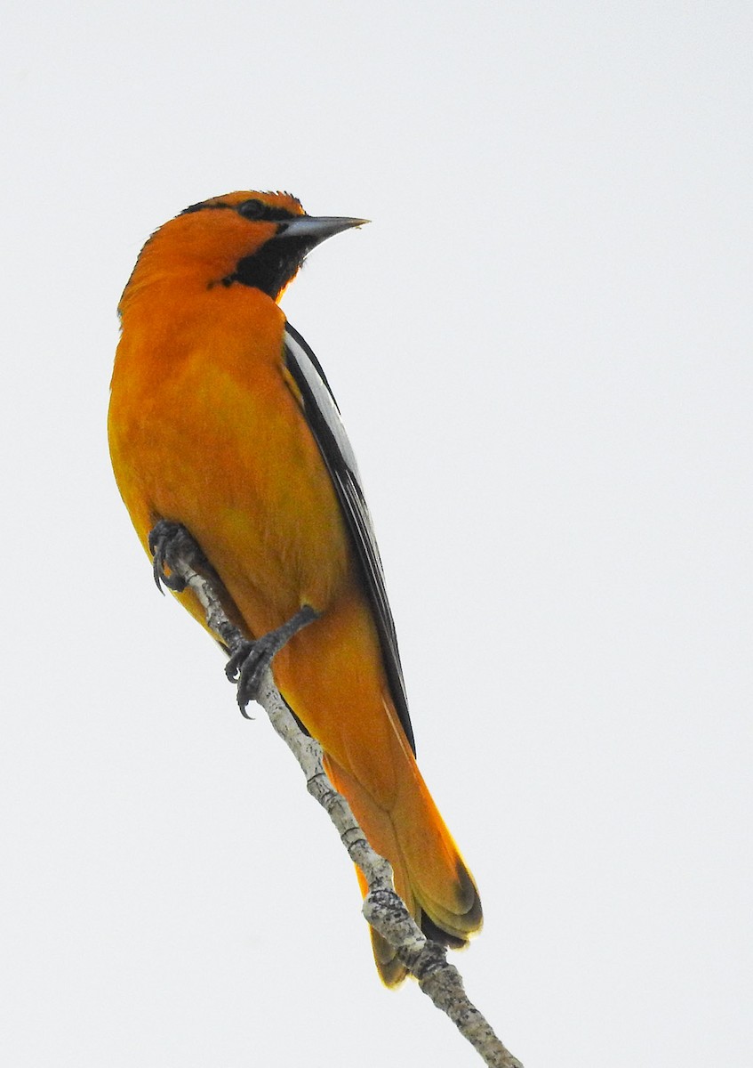 Bullock's Oriole - ML574334001