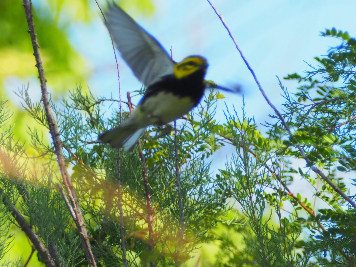 lesňáček proužkoboký - ML574334361