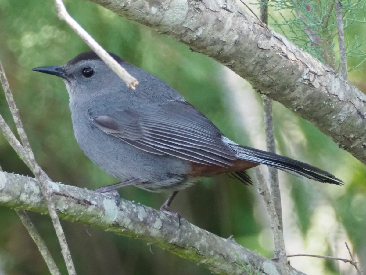 drozdec černohlavý - ML574334461