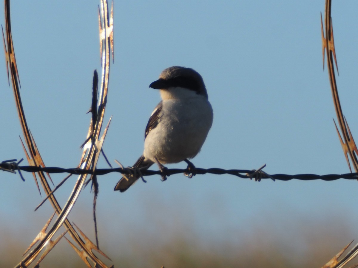 Loggerhead Shrike - ML574334541