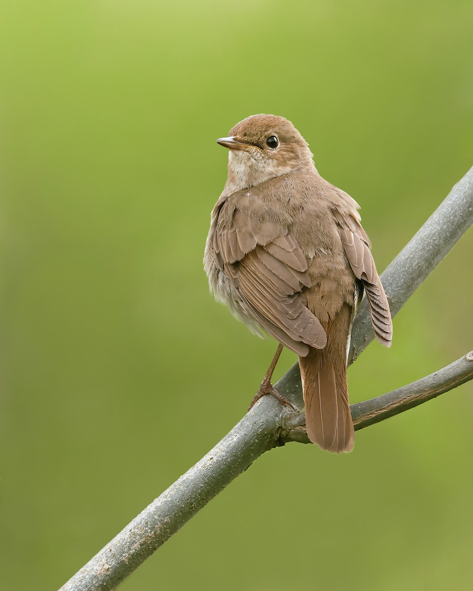 Thrush Nightingale - Maksymilian Paczkowski