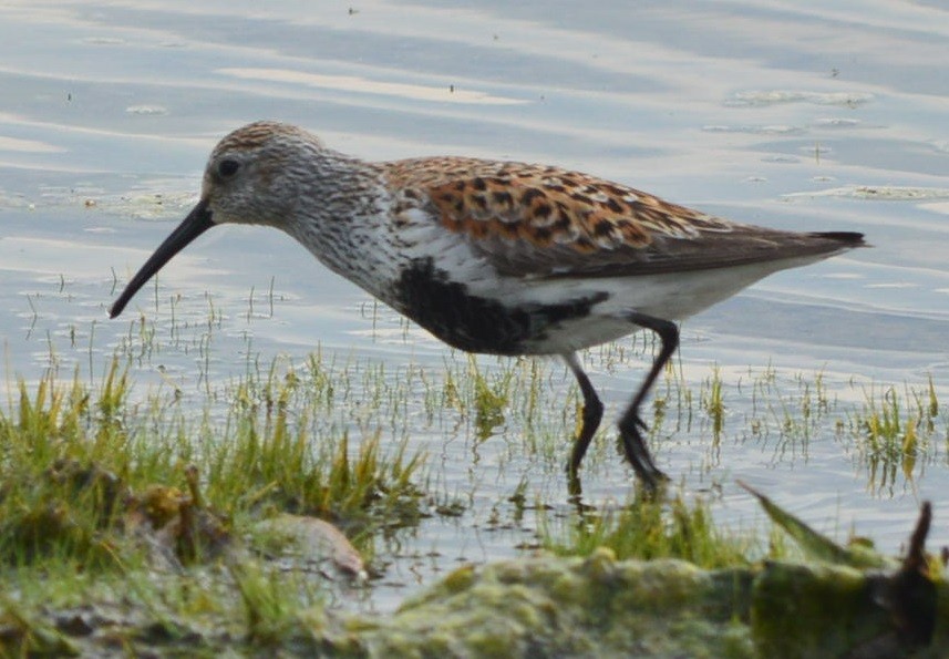 Alpenstrandläufer - ML574335771