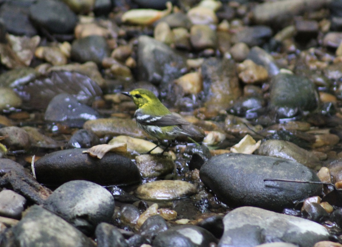 Black-throated Green Warbler - ML574337941