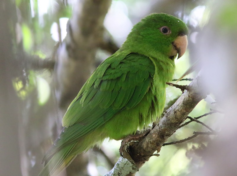 Socorro Parakeet - Amy McAndrews