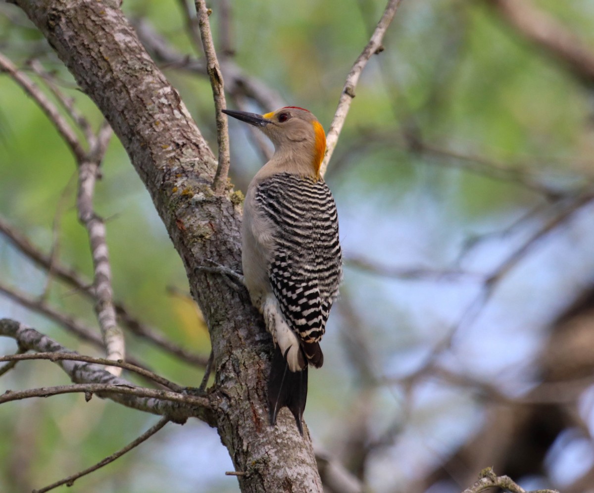 Golden-fronted Woodpecker - ML574340231