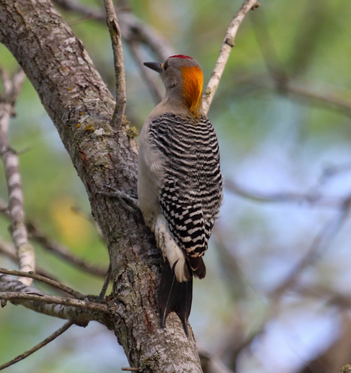 Golden-fronted Woodpecker - Will McPhail