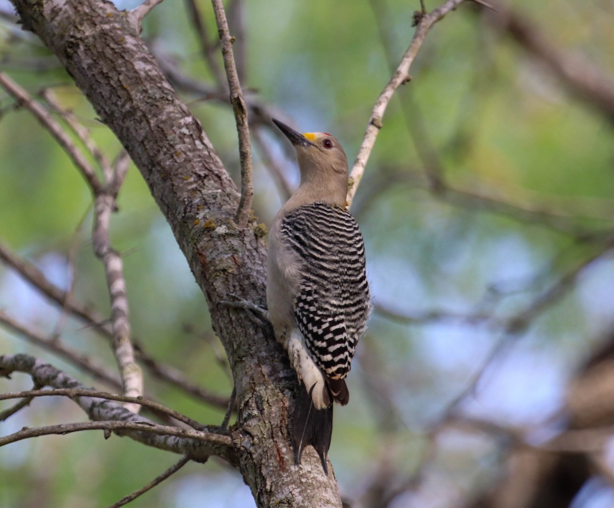 Golden-fronted Woodpecker - Will McPhail