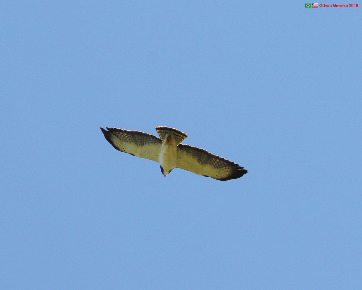 Short-tailed Hawk - Gilvan Moreira