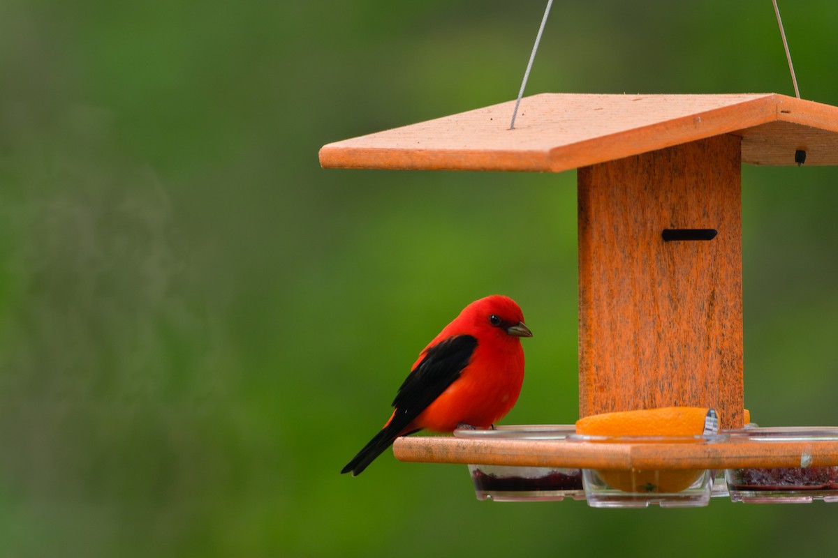 Scarlet Tanager - ML574341981