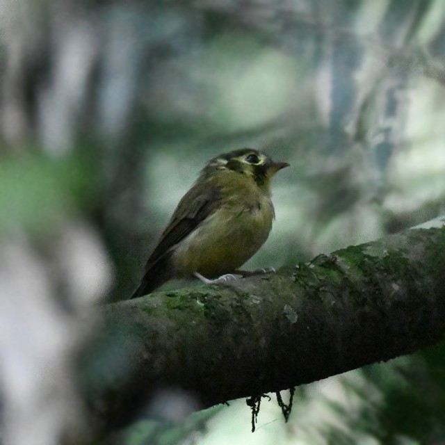 White-throated Spadebill - ML574342491