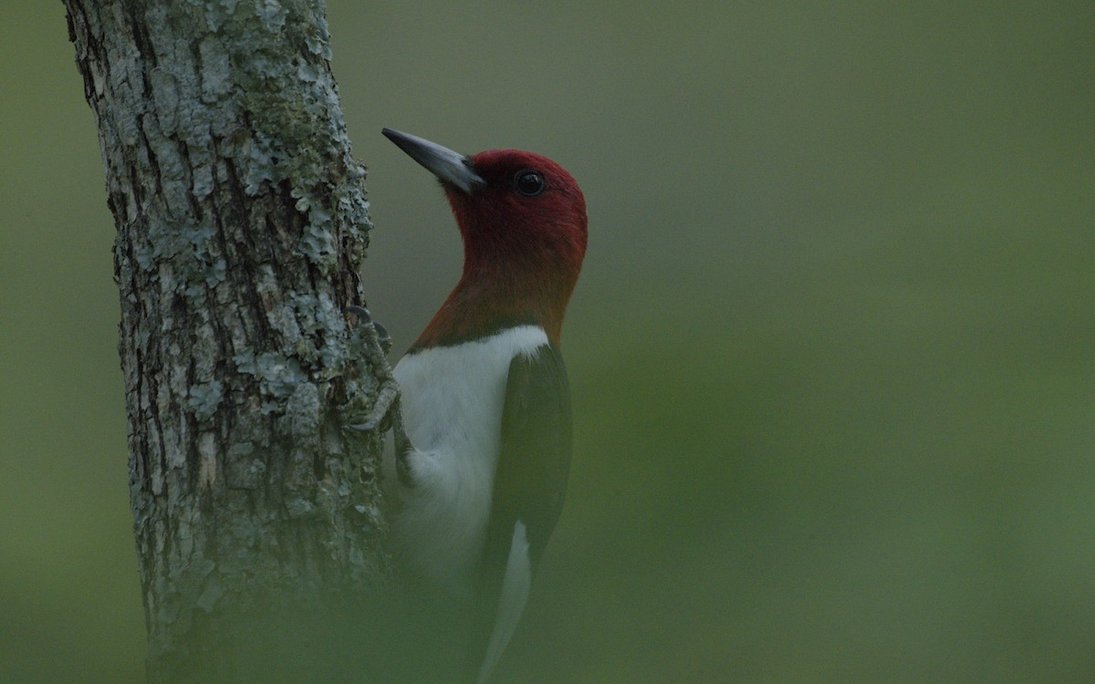 Red-headed Woodpecker - ML574342701