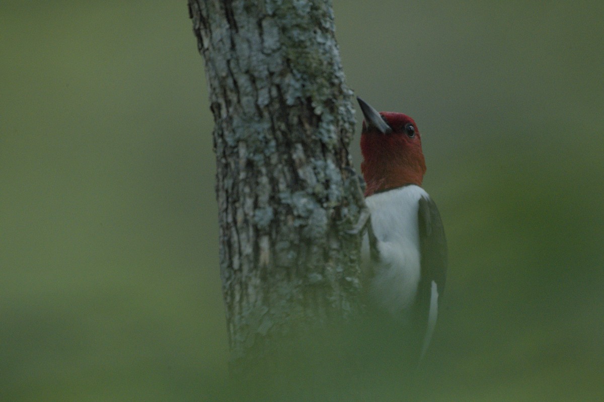 Red-headed Woodpecker - ML574342711
