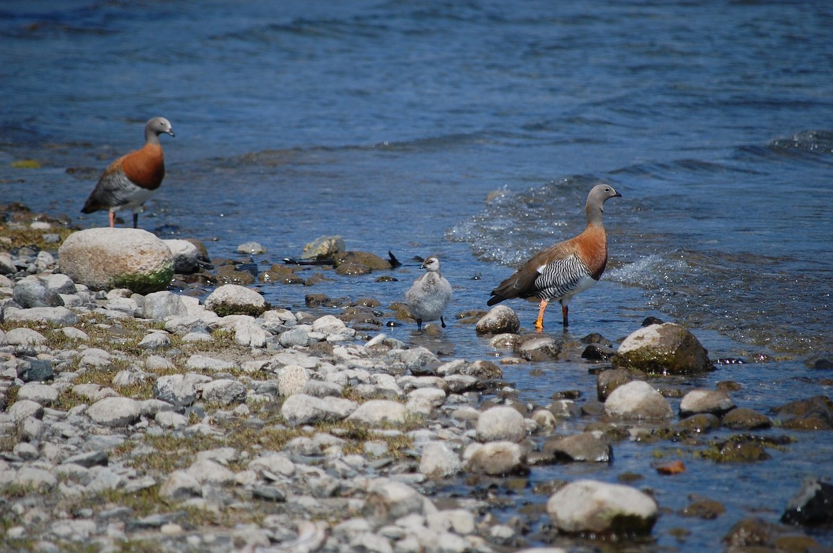 Ashy-headed Goose - ML574342731