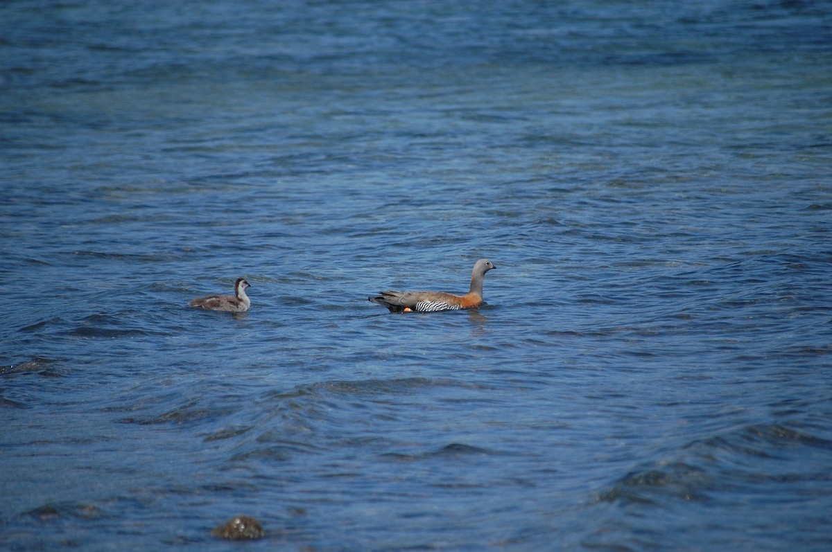 Ashy-headed Goose - lucas krasmanski