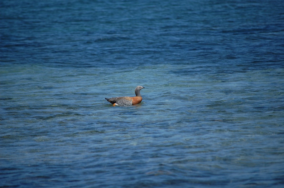 Ashy-headed Goose - ML574342981