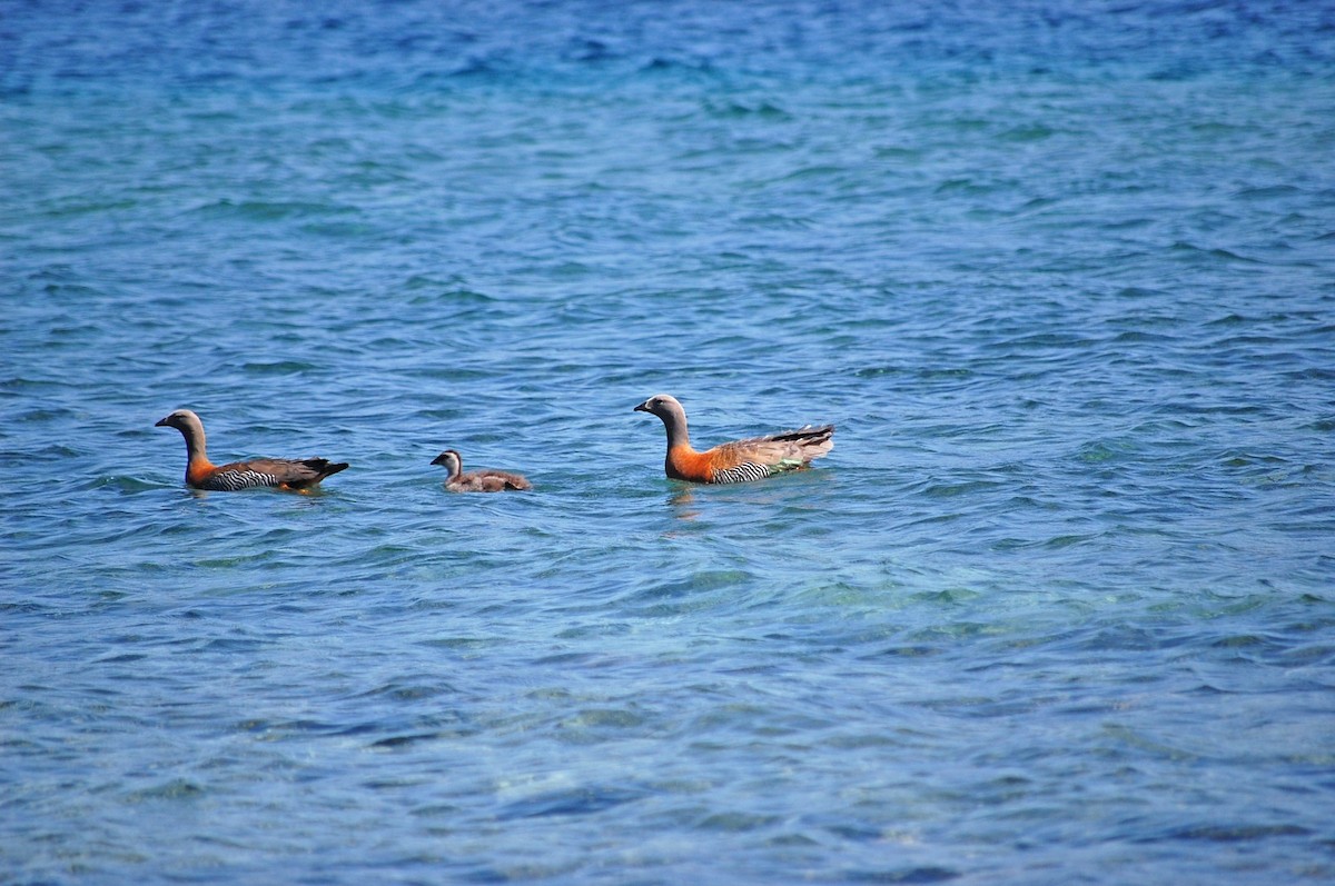 Ashy-headed Goose - ML574343001