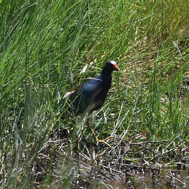 Purple Gallinule - ML574343111