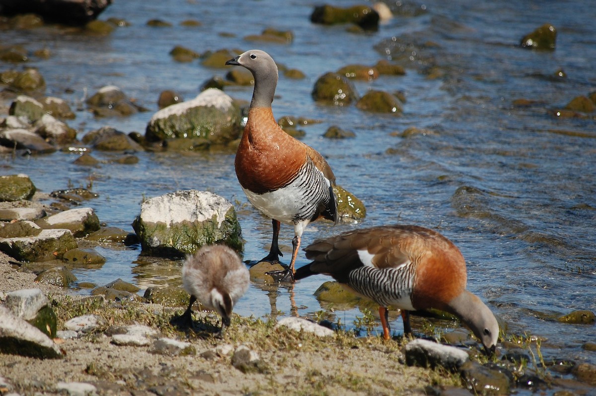 Ashy-headed Goose - ML574343191