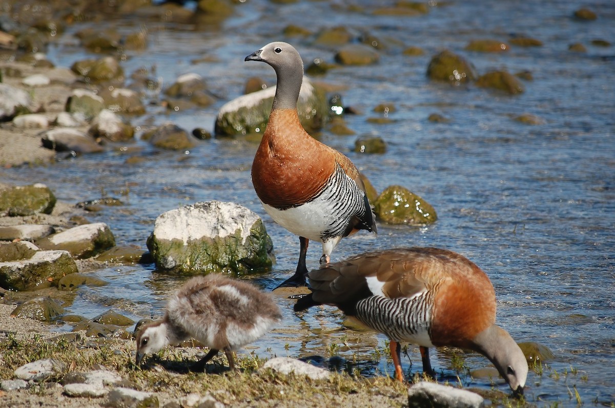 Ashy-headed Goose - ML574343201