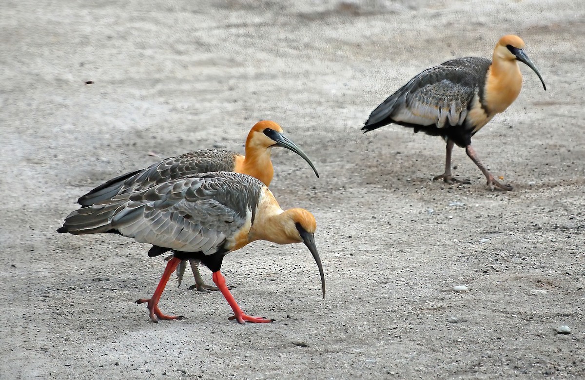 Black-faced Ibis - ML574343491